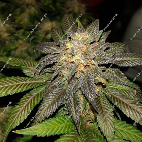Purple Urkle 100 Feminized Marijuana Strain by Professor Trichome For Sale Online at Cannabis Seeds Outlet