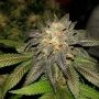 Purple Urkle 100 Feminized Marijuana Strain by Professor Trichome For Sale Online at Cannabis Seeds Outlet
