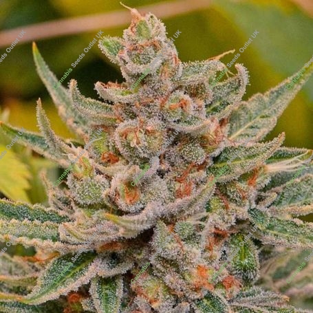 Tangee 100 Feminized Marijuana Strain by Professor Trichome For Sale Online at Cannabis Seeds Outlet