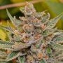 Tangee 100 Feminized Marijuana Strain by Professor Trichome For Sale Online at Cannabis Seeds Outlet