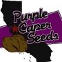 CBD Mix Pack Regular Marijuana Strain by Purple Caper For Sale Online at Cannabis Seeds Outlet