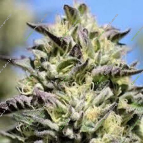 4G Regular Marijuana Strain by Purple Caper For Sale Online at Cannabis Seeds Outlet