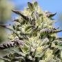 4G Regular Marijuana Strain by Purple Caper For Sale Online at Cannabis Seeds Outlet