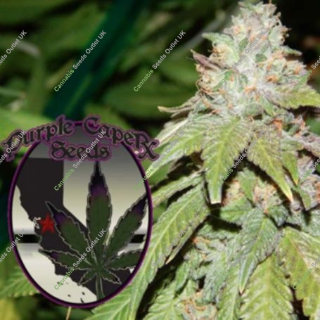 Alien OG Regular Marijuana Strain by Purple Caper For Sale Online at Cannabis Seeds Outlet