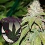 Alien OG Regular Marijuana Strain by Purple Caper For Sale Online at Cannabis Seeds Outlet