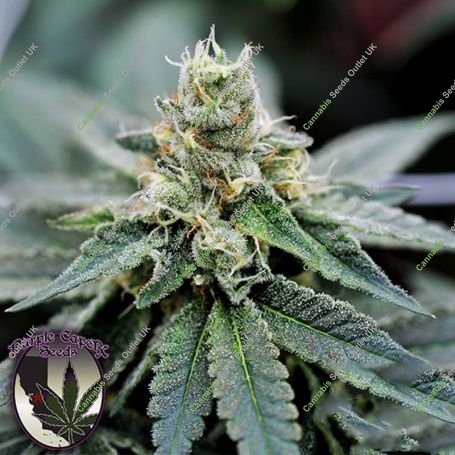 Biscotti X Regular Marijuana Strain by Purple Caper For Sale Online at Cannabis Seeds Outlet