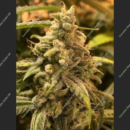 Dead Cheese Feminized Marijuana Strain by R-Kiem For Sale Online at Cannabis Seeds Outlet