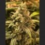 Dead Cheese Feminized Marijuana Strain by R-Kiem For Sale Online at Cannabis Seeds Outlet
