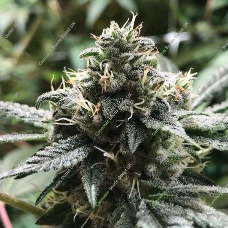 Eli Feminized Marijuana Strain by R-Kiem For Sale Online at Cannabis Seeds Outlet