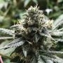 Eli Feminized Marijuana Strain by R-Kiem For Sale Online at Cannabis Seeds Outlet