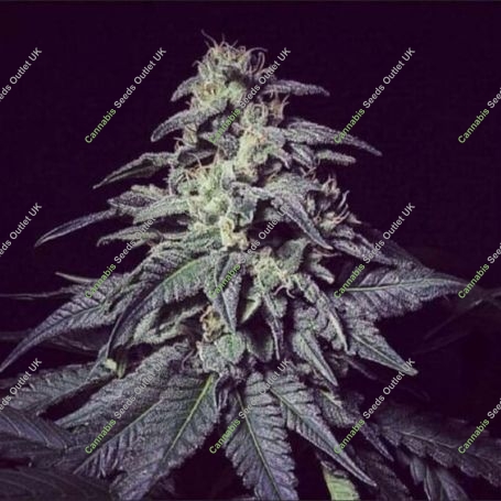 Harybo Feminized Marijuana Strain by R-Kiem For Sale Online at Cannabis Seeds Outlet