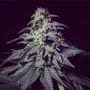Harybo Feminized Marijuana Strain by R-Kiem For Sale Online at Cannabis Seeds Outlet
