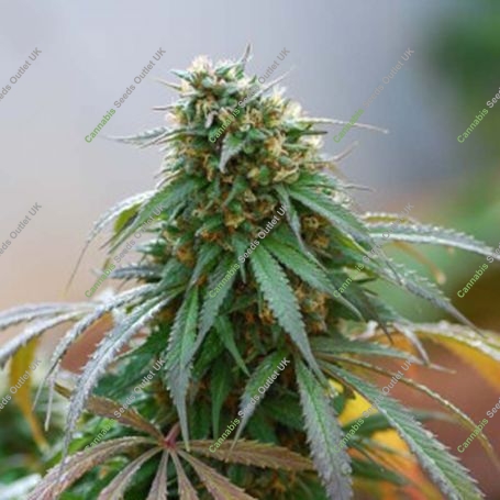 Icer Feminized Marijuana Strain by R-Kiem For Sale Online at Cannabis Seeds Outlet