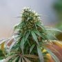 Icer Feminized Marijuana Strain by R-Kiem For Sale Online at Cannabis Seeds Outlet
