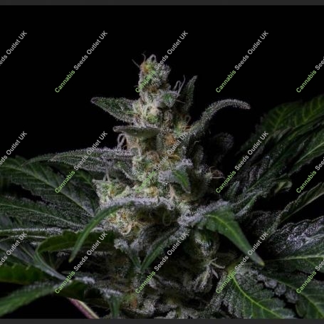 Muse Feminized Marijuana Strain by R-Kiem For Sale Online at Cannabis Seeds Outlet