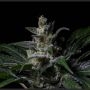 Muse Feminized Marijuana Strain by R-Kiem For Sale Online at Cannabis Seeds Outlet