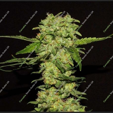 Portela Feminized Marijuana Strain by R-Kiem For Sale Online at Cannabis Seeds Outlet
