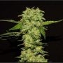 Portela Feminized Marijuana Strain by R-Kiem For Sale Online at Cannabis Seeds Outlet