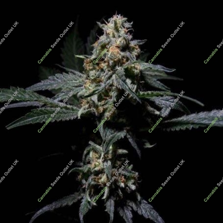 R-Kiem Regular Marijuana Strain by R-Kiem For Sale Online at Cannabis Seeds Outlet