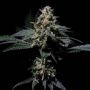 R-Kiem Regular Marijuana Strain by R-Kiem For Sale Online at Cannabis Seeds Outlet