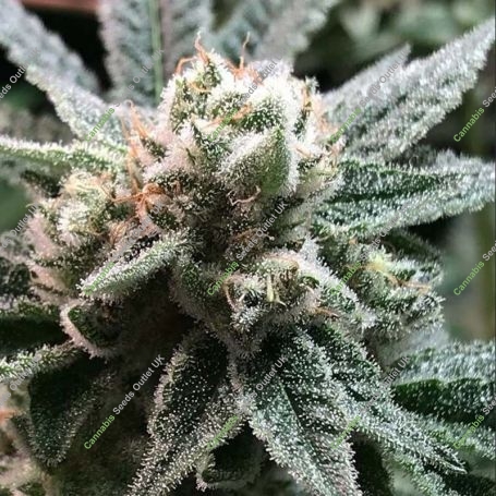 Sublimator Feminized Marijuana Strain by R-Kiem For Sale Online at Cannabis Seeds Outlet