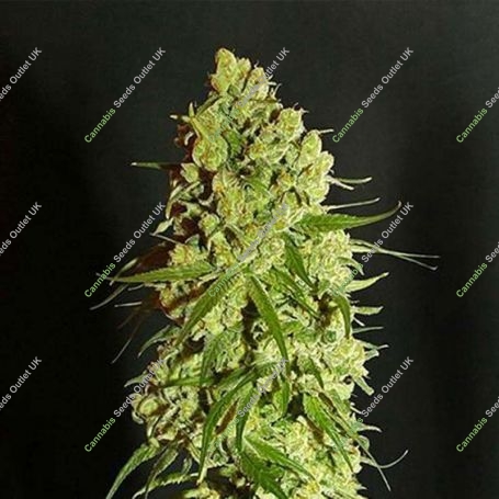 Cannatonic Regular Marijuana Strain by Resin Seeds For Sale Online at Cannabis Seeds Outlet