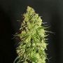 Cannatonic Regular Marijuana Strain by Resin Seeds For Sale Online at Cannabis Seeds Outlet