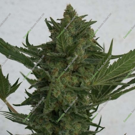 Critical Haze Feminized Marijuana Strain by Resin Seeds For Sale Online at Cannabis Seeds Outlet
