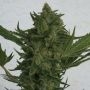Critical Haze Feminized Marijuana Strain by Resin Seeds For Sale Online at Cannabis Seeds Outlet