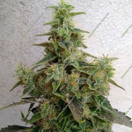 Dieseltonic Feminized Marijuana Strain by Resin Seeds For Sale Online at Cannabis Seeds Outlet
