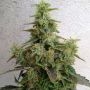 Dieseltonic Feminized Marijuana Strain by Resin Seeds For Sale Online at Cannabis Seeds Outlet