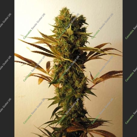 Hammer Shark Feminized Marijuana Strain by Resin Seeds For Sale Online at Cannabis Seeds Outlet