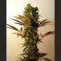 Hammer Shark Feminized Marijuana Strain by Resin Seeds For Sale Online at Cannabis Seeds Outlet