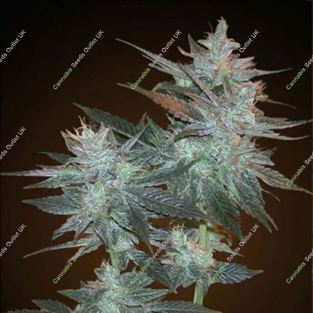 LA Ultra Feminized Marijuana Strain by Resin Seeds For Sale Online at Cannabis Seeds Outlet