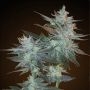 LA Ultra Feminized Marijuana Strain by Resin Seeds For Sale Online at Cannabis Seeds Outlet