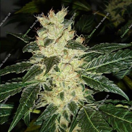 Sour P Feminized Marijuana Strain by Resin Seeds For Sale Online at Cannabis Seeds Outlet