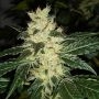 Sour P Feminized Marijuana Strain by Resin Seeds For Sale Online at Cannabis Seeds Outlet