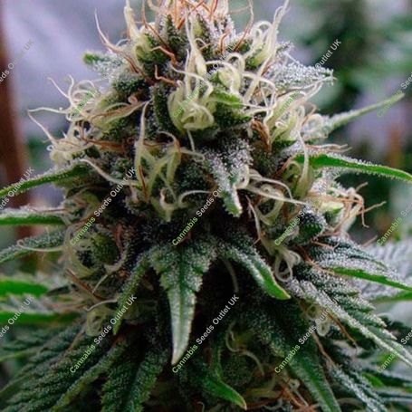 Yummy Feminized Marijuana Strain by Resin Seeds For Sale Online at Cannabis Seeds Outlet