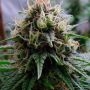 Yummy Feminized Marijuana Strain by Resin Seeds For Sale Online at Cannabis Seeds Outlet