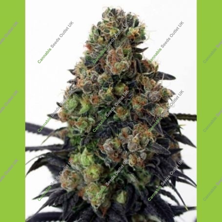 Acid Dough Feminized Marijuana Strain by Ripper Seeds For Sale Online at Cannabis Seeds Outlet