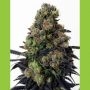 Acid Dough Feminized Marijuana Strain by Ripper Seeds For Sale Online at Cannabis Seeds Outlet