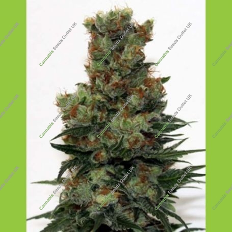 Badazz Regular Marijuana Strain by Ripper Seeds For Sale Online at Cannabis Seeds Outlet