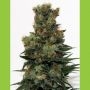 Badazz Regular Marijuana Strain by Ripper Seeds For Sale Online at Cannabis Seeds Outlet