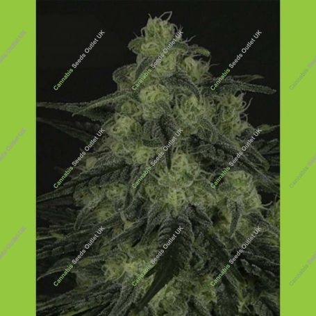Black Valley Feminized Marijuana Strain by Ripper Seeds For Sale Online at Cannabis Seeds Outlet