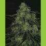 Black Valley Feminized Marijuana Strain by Ripper Seeds For Sale Online at Cannabis Seeds Outlet
