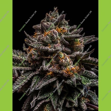 Brain Cake Feminized Marijuana Strain by Ripper Seeds For Sale Online at Cannabis Seeds Outlet