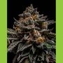Brain Cake Feminized Marijuana Strain by Ripper Seeds For Sale Online at Cannabis Seeds Outlet