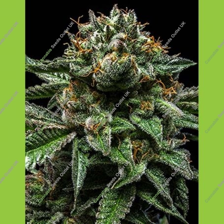Chempie Feminized Marijuana Strain by Ripper Seeds For Sale Online at Cannabis Seeds Outlet