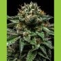 Chempie Feminized Marijuana Strain by Ripper Seeds For Sale Online at Cannabis Seeds Outlet