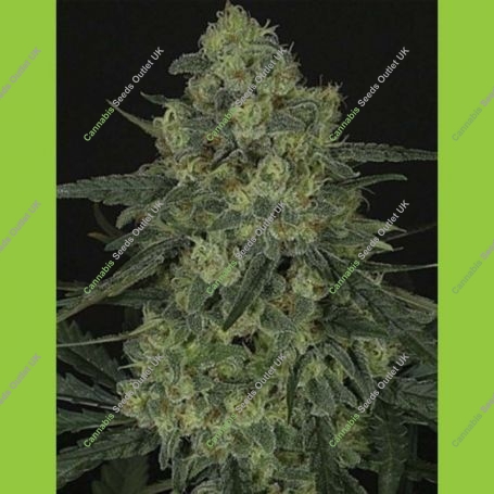 Criminal + Feminized Marijuana Strain by Ripper Seeds For Sale Online at Cannabis Seeds Outlet